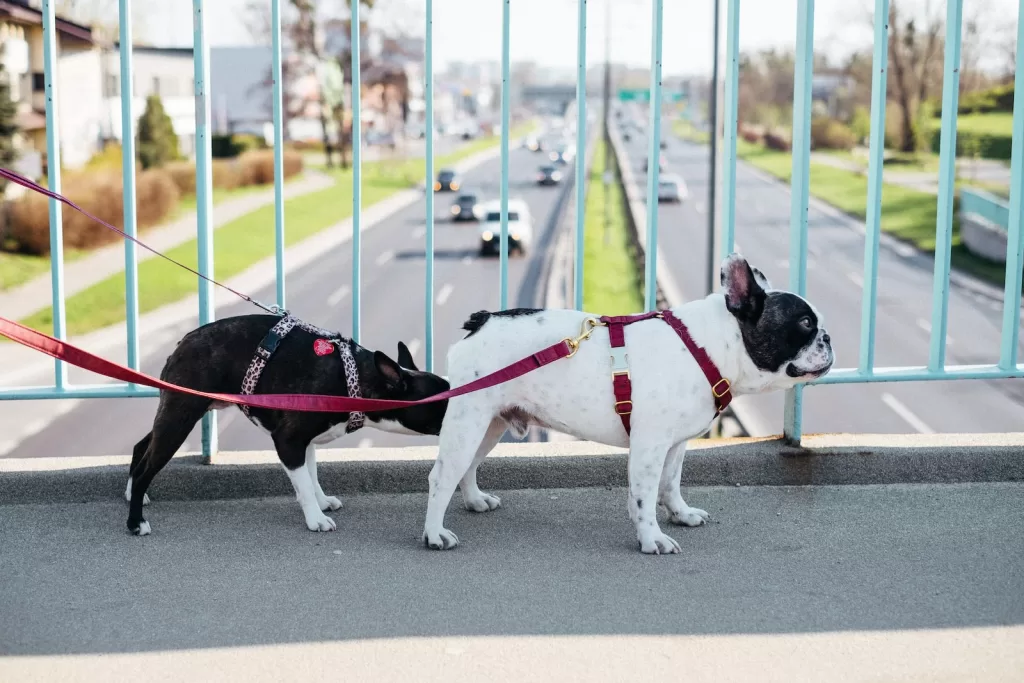 black and white short coated dog running on gray concrete road during daytime